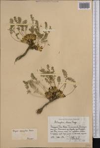 Astragalus adpressipilosus Gontsch., Middle Asia, Western Tian Shan & Karatau (M3) (Uzbekistan)