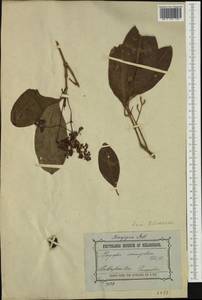 Chionanthus ramiflorus Roxb., Australia & Oceania (AUSTR) (Australia)