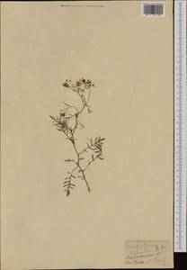 Rorippa sylvestris (L.) Besser, Western Europe (EUR) (Switzerland)