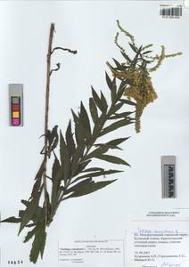 Solidago canadensis L., Siberia, Altai & Sayany Mountains (S2) (Russia)