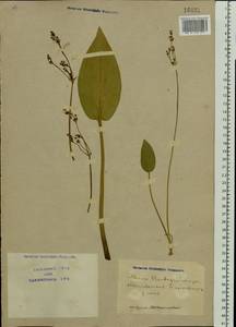 Alisma plantago-aquatica L., Eastern Europe, North Ukrainian region (E11) (Ukraine)