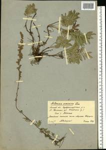 Artemisia armeniaca Lam., Eastern Europe, Moscow region (E4a) (Russia)
