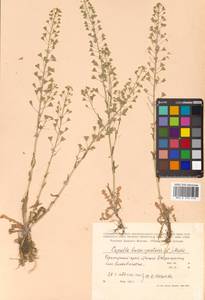 Capsella bursa-pastoris (L.) Medik., Siberia, Russian Far East (S6) (Russia)