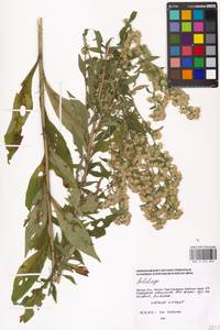 Solidago, Eastern Europe, Moscow region (E4a) (Russia)
