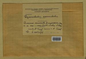 Sarmentypnum exannulatum (Schimp.) Hedenäs, Bryophytes, Bryophytes - Moscow City & Moscow Oblast (B6a) (Russia)