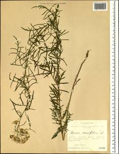 Jacobaea erucifolia subsp. erucifolia, Siberia, Western Siberia (S1) (Russia)