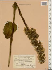 Ligularia subsagittata Pojark., Caucasus, Stavropol Krai, Karachay-Cherkessia & Kabardino-Balkaria (K1b) (Russia)