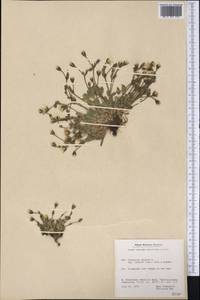 Cerastium alpinum subsp. lanatum (Lam.) Cesati, America (AMER) (Greenland)