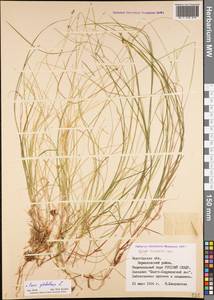 Carex disperma Dewey, Eastern Europe, Northern region (E1) (Russia)