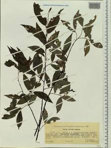 Salix rorida Lacksch., Siberia, Russian Far East (S6) (Russia)