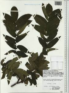 Pterocarya fraxinifolia (Poir.) Spach, Western Europe (EUR) (Germany)