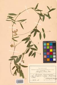 Lathyrus palustris subsp. palustris, Siberia, Russian Far East (S6) (Russia)