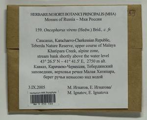 Oncophorus virens (Hedw.) Brid., Bryophytes, Bryophytes - North Caucasus & Ciscaucasia (B12) (Russia)