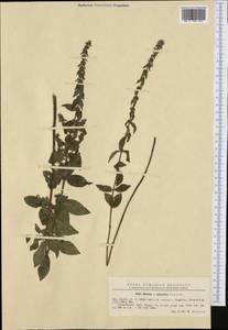 Mentha × dalmatica Tausch, Western Europe (EUR) (Romania)
