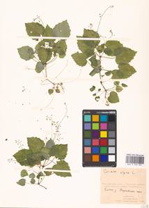 Circaea alpina L., Eastern Europe, Moscow region (E4a) (Russia)