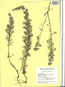 Artemisia austriaca Jacq., Eastern Europe, Central forest-and-steppe region (E6) (Russia)