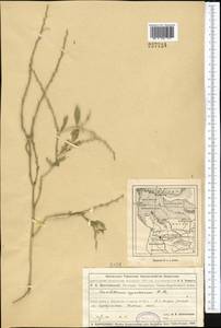 Euclidium syriacum (L.) W.T. Aiton, Middle Asia, Muyunkumy, Balkhash & Betpak-Dala (M9) (Kazakhstan)