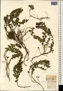 Teucrium chamaedrys subsp. nuchense (K.Koch) Rech.f., Caucasus, Turkish Caucasus (NE Turkey) (K7) (Turkey)