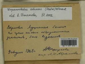 Drepanocladus aduncus (Hedw.) Warnst., Bryophytes, Bryophytes - Moscow City & Moscow Oblast (B6a) (Russia)