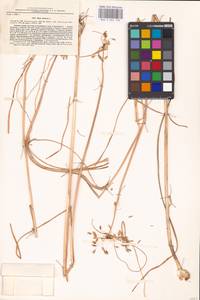 Allium oleraceum L., Eastern Europe, South Ukrainian region (E12) (Ukraine)