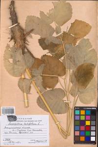 Laserpitium latifolium L., Eastern Europe, West Ukrainian region (E13) (Ukraine)