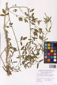 Melilotus officinalis (L.) Lam., Eastern Europe, Lower Volga region (E9) (Russia)