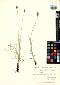 Carex enervis C.A.Mey., Siberia, Baikal & Transbaikal region (S4) (Russia)