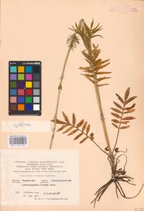 Valeriana pratensis subsp. angustifolia (Soó) Kirschner, Buttler & Hand, Eastern Europe, South Ukrainian region (E12) (Ukraine)