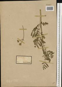 Turgenia latifolia (L.) Hoffm., Eastern Europe, South Ukrainian region (E12) (Ukraine)