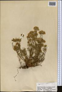 Hypericum scabrum L., Middle Asia, Western Tian Shan & Karatau (M3) (Kazakhstan)
