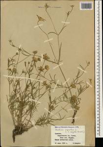 Lomelosia argentea (L.) Greuter & Burdet, Caucasus, Armenia (K5) (Armenia)