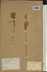 Krascheninnikovia ceratoides (L.) Gueldenst., Eastern Europe, North Ukrainian region (E11) (Ukraine)