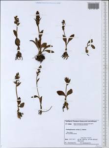 Dactylorhiza viridis (L.) R.M.Bateman, Pridgeon & M.W.Chase, Siberia, Western Siberia (S1) (Russia)