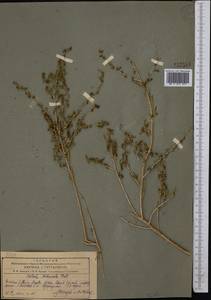Xylosalsola arbuscula (Pall.) Tzvelev, Middle Asia, Pamir & Pamiro-Alai (M2) (Tajikistan)