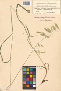 Bromus pumpellianus Scribn., Siberia, Russian Far East (S6) (Russia)