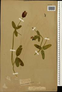 Trifolium ambiguum M.Bieb., Caucasus, Krasnodar Krai & Adygea (K1a) (Russia)