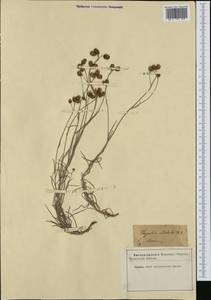 Phagnalon sordidum (L.) Rchb., Western Europe (EUR) (Italy)