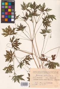 Geranium sibiricum L., Eastern Europe, Central forest-and-steppe region (E6) (Russia)