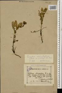 Tanacetum aureum (Lam.) Greuter, M. V. Agab. & Wagenitz, Caucasus, Armenia (K5) (Armenia)