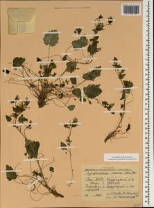 Campanula armena Steven, Caucasus, Azerbaijan (K6) (Azerbaijan)