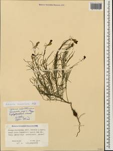 Linaria macroura (M. Bieb.) M. Bieb., Caucasus, North Ossetia, Ingushetia & Chechnya (K1c) (Russia)