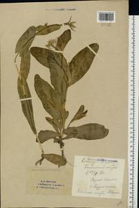 Conringia orientalis (L.) Dumort., Eastern Europe, Eastern region (E10) (Russia)