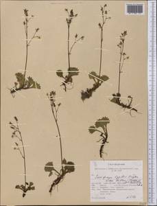 Micranthes lyallii subsp. hultenii (Calder & Savile) Elven & D.F.Murray, America (AMER) (United States)