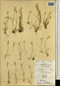 Rostraria cristata (L.) Tzvelev, Africa (AFR) (Morocco)