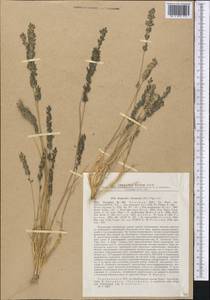 Eragrostis cilianensis (All.) Janch., Middle Asia, Kopet Dag, Badkhyz, Small & Great Balkhan (M1) (Turkmenistan)