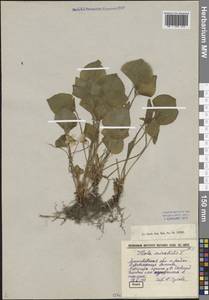 Viola mirabilis L., Eastern Europe, North-Western region (E2) (Russia)