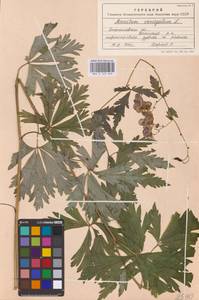 Aconitum variegatum L., Eastern Europe, West Ukrainian region (E13) (Ukraine)