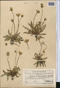 Taraxacum glaucanthum (Ledeb.) Nakai ex Koidz., Middle Asia, Muyunkumy, Balkhash & Betpak-Dala (M9) (Kazakhstan)