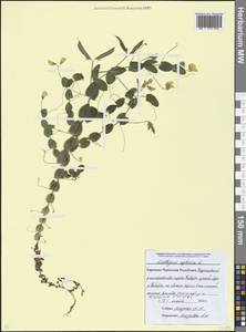 Lathyrus aphaca L., Caucasus, Stavropol Krai, Karachay-Cherkessia & Kabardino-Balkaria (K1b) (Russia)