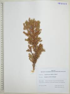 Juniperus communis var. saxatilis Pall., Siberia, Russian Far East (S6) (Russia)